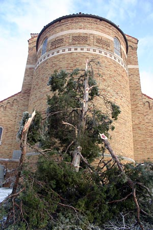Broken Tree