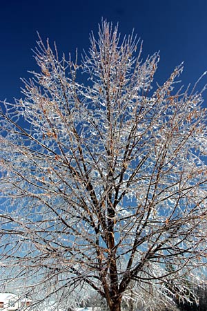 Icy Tree