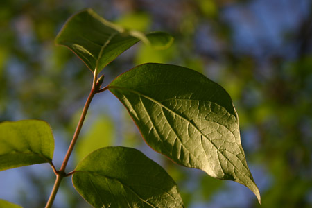 Green Leaves