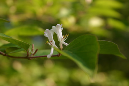 Flowering tree