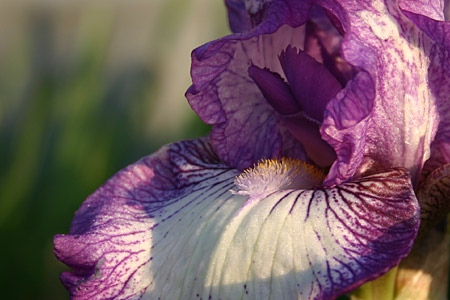 An Iris